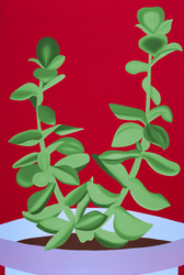 Jade Plant